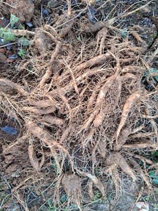 온시디움님의 자유주제 · 자유게시판 작성글 사진