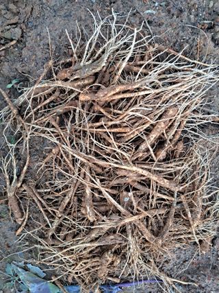 온시디움님의 자유주제 · 자유게시판 작성글 사진