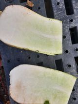 팜모닝 농사, 무엇이든 물어보세요!·참여글 게시글 이미지