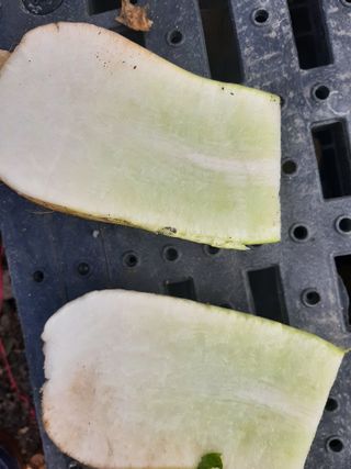 이강재님의 농사, 무엇이든 물어보세요! · 참여글 작성글 사진