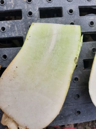 이강재님의 농사, 무엇이든 물어보세요! · 참여글 작성글 사진