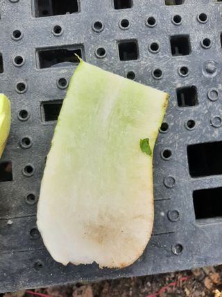 이강재님의 농사, 무엇이든 물어보세요! · 참여글 작성글 사진