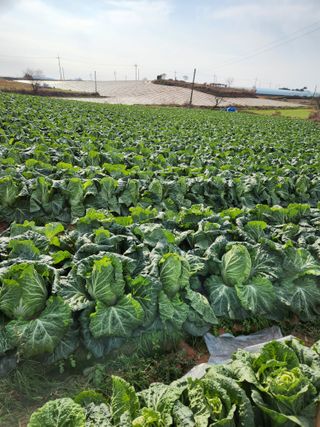 김저팔계님의 배추 · 영농일지 작성글 사진