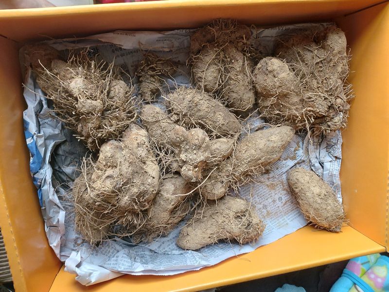 장터 상품 [열대둥근마] 썸네일