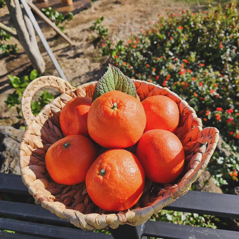 장터 상품 [😍고당도 꼬마귤🥰루비향 3kg(산지직송)] 썸네일