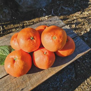 선물차롱님의 작성글 사진