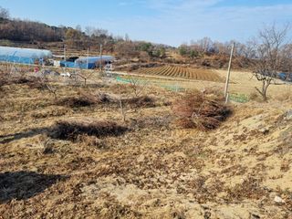 그린1505님의 복숭아 · 자유게시판 작성글 사진