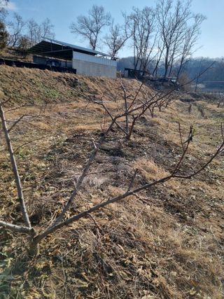 그린1505님의 복숭아 · 자유게시판 작성글 사진