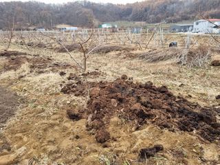 그린1505님의 복숭아 · 자유게시판 작성글 사진