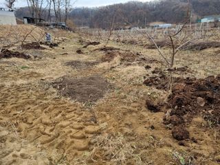 그린1505님의 복숭아 · 자유게시판 작성글 사진