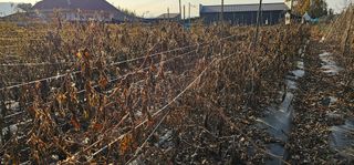 정병화니네농장님의 호박 · 영농일지 작성글 사진