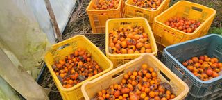 이동훈님의 감 · 영농일지 작성글 사진