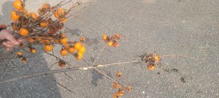 이동훈님의 감 · 영농일지 작성글 사진