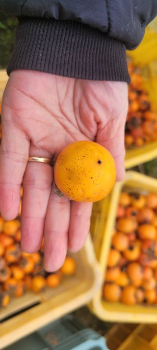 이동훈님의 감 · 영농일지 작성글 사진