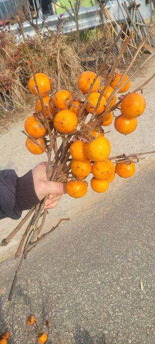 이동훈님의 감 · 영농일지 작성글 사진