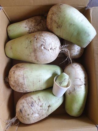 가인 5362님의 농사, 무엇이든 물어보세요! · 참여글 작성글 사진