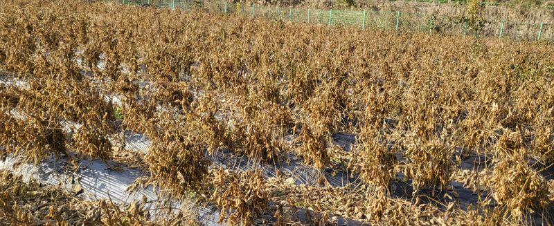 장터 상품 [서리태 1kg] 썸네일