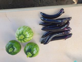 마평 농원님의 농사, 무엇이든 물어보세요! · 참여글 작성글 사진