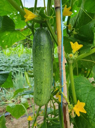 마평 농원님의 농사, 무엇이든 물어보세요! · 참여글 작성글 사진