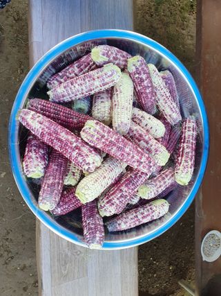 마평 농원님의 농사, 무엇이든 물어보세요! · 참여글 작성글 사진