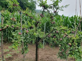 마평 농원님의 농사, 무엇이든 물어보세요! · 참여글 작성글 사진
