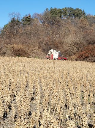 행운농부님의 콩 · 자유게시판 작성글 사진