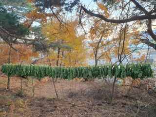 남천나무7076님의 11월 내 작물 자랑하기 · 참여글 작성글 사진