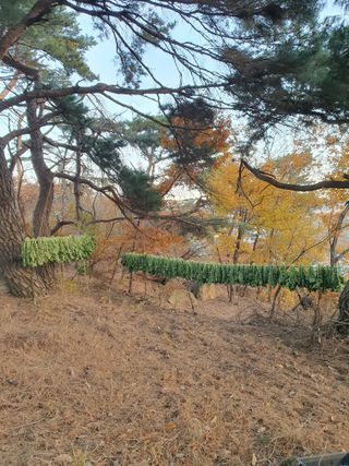 남천나무7076님의 11월 내 작물 자랑하기 · 참여글 작성글 사진