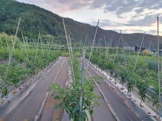 마평 농원님의 농사, 무엇이든 물어보세요! · 참여글 작성글 사진