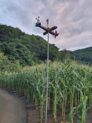 마평 농원님의 농사, 무엇이든 물어보세요! · 참여글 작성글 사진