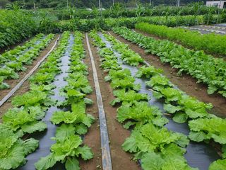 마평 농원님의 농사, 무엇이든 물어보세요! · 참여글 작성글 사진