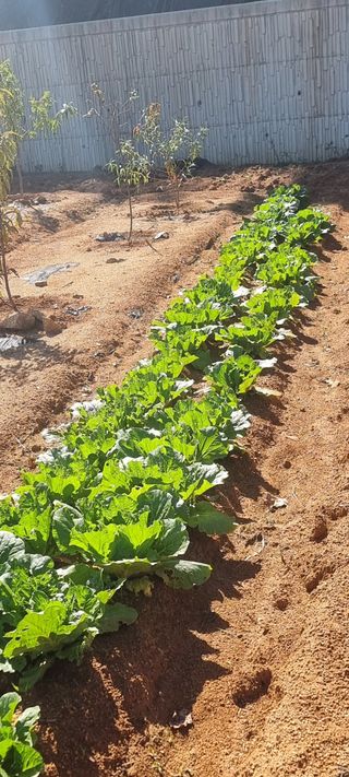 파이빠님의 배추 · 제초 작성글 사진