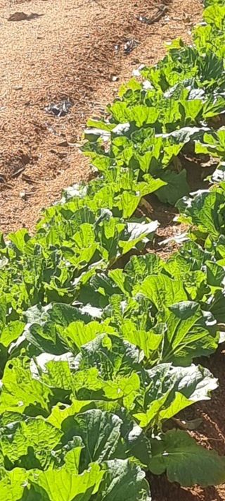 파이빠님의 배추 · 제초 작성글 사진