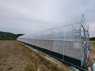 농업회사법인 진향님의 하우스정보 · 자유게시판 작성글 사진