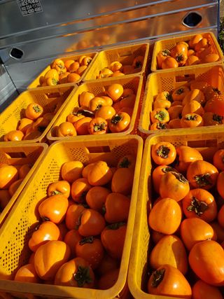 정수산님의 자유주제 · 자유게시판 작성글 사진