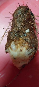 팜모닝 농사, 무엇이든 물어보세요!·참여글 게시글 이미지