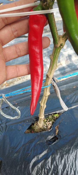 오택근님의 기타작물 · 병해충상담 작성글 사진