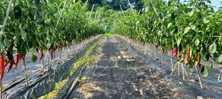 오택근님의 기타작물 · 병해충상담 작성글 사진