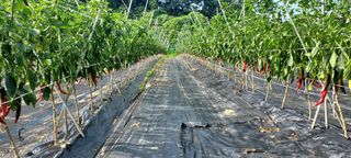 오택근님의 기타작물 · 병해충상담 작성글 사진