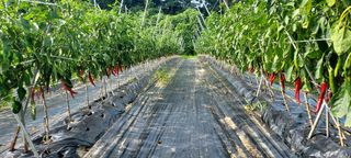 오택근님의 기타작물 · 병해충상담 작성글 사진