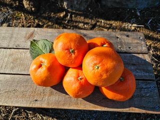 선물차롱님의 귤 · 시세•판로 작성글 사진