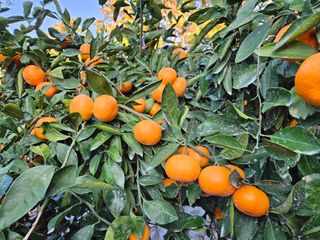 선물차롱님의 귤 · 일상 작성글 사진