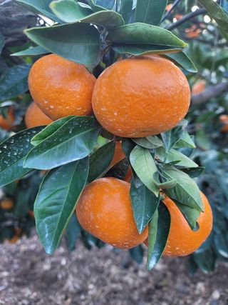 선물차롱님의 귤 · 일상 작성글 사진