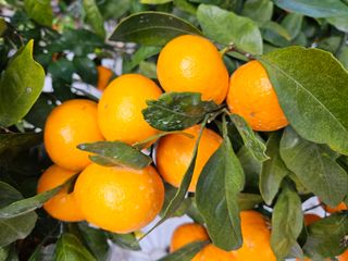 선물차롱님의 귤 · 일상 작성글 사진