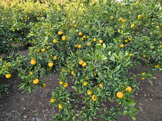 선물차롱님의 농사, 무엇이든 물어보세요! · 참여글 작성글 사진