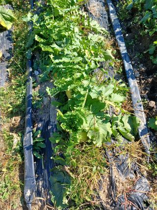 호수가님의 농사, 무엇이든 물어보세요! · 참여글 작성글 사진