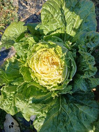 호수가님의 농사, 무엇이든 물어보세요! · 참여글 작성글 사진