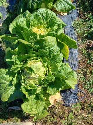 호수가님의 농사, 무엇이든 물어보세요! · 참여글 작성글 사진