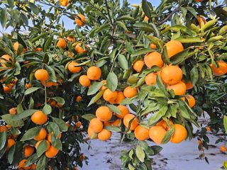 선물차롱님의 농사, 무엇이든 물어보세요! · 참여글 작성글 사진