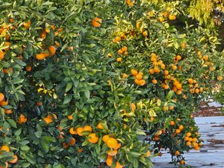 선물차롱님의 농사, 무엇이든 물어보세요! · 참여글 작성글 사진